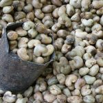 cashew-nut-52064_1920